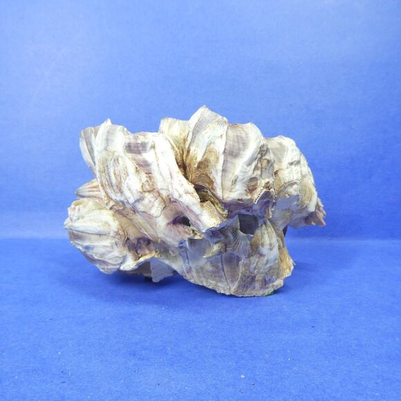 Barnacle Cluster 5" Long 178g Natural Specimen - Picture 4 of 11